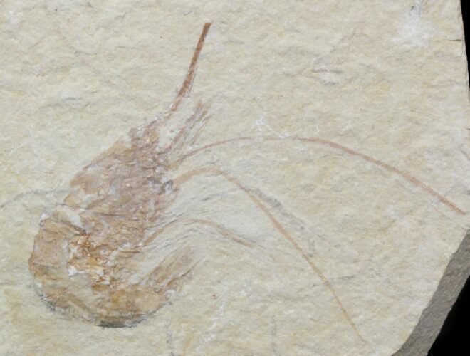 Cretaceous Fossil Shrimp Carpopenaeus - Lebanon #40470